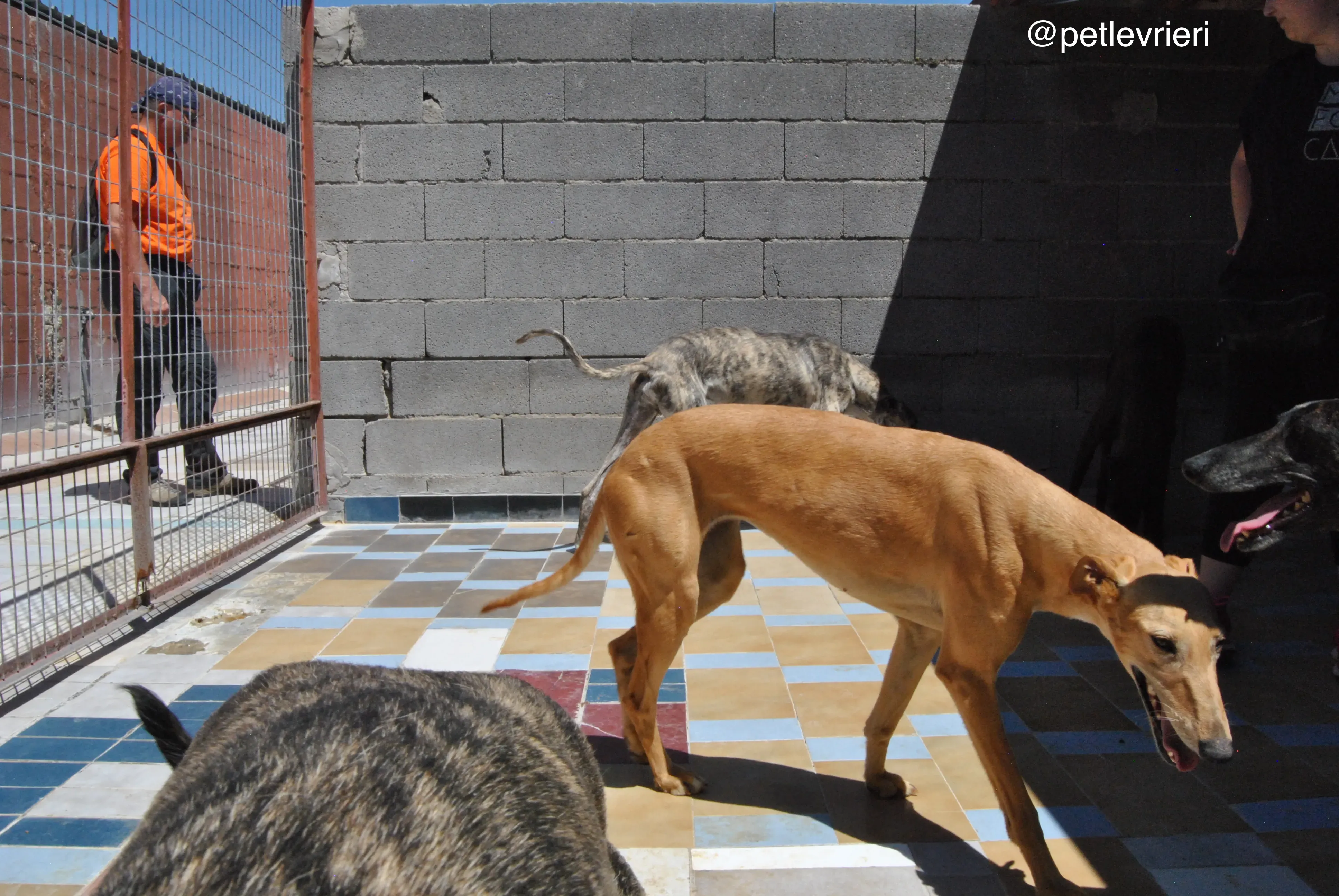 44 colorada adozione galgo quarantena