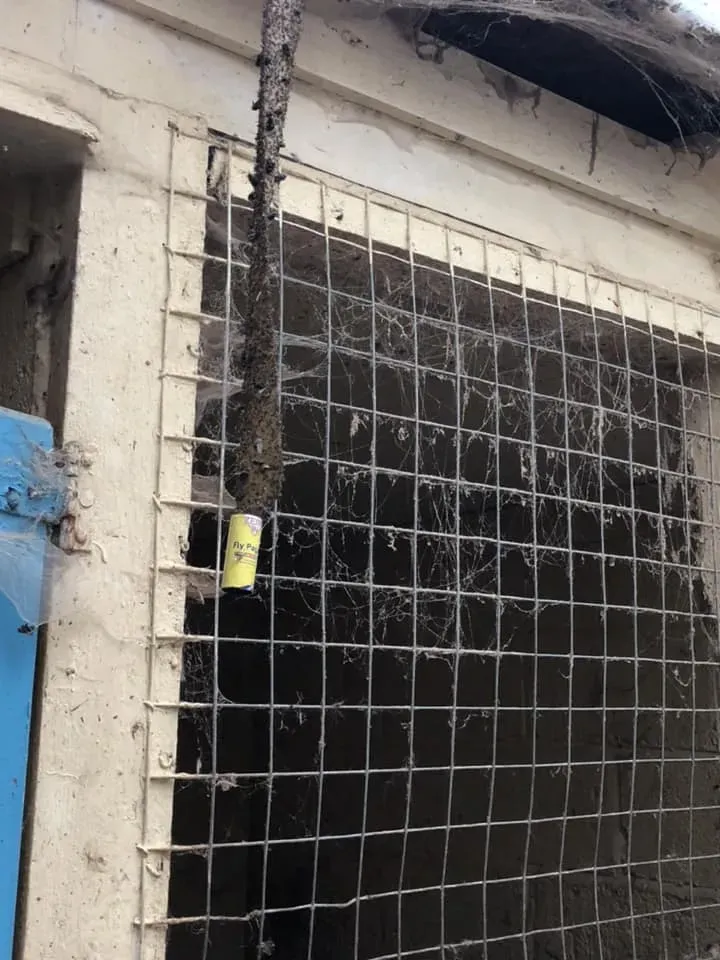 45060151 10156085314858869 8401345739128569856 n