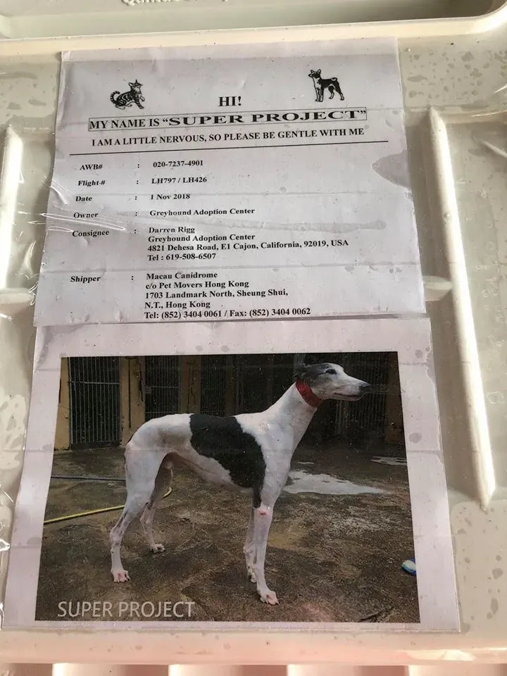 45066200 1770439179757437 5679201784820662272 n