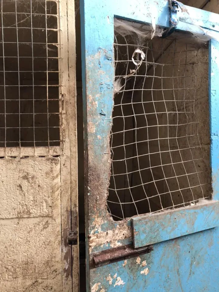 45070714 10156085313993869 8581425922484207616 n