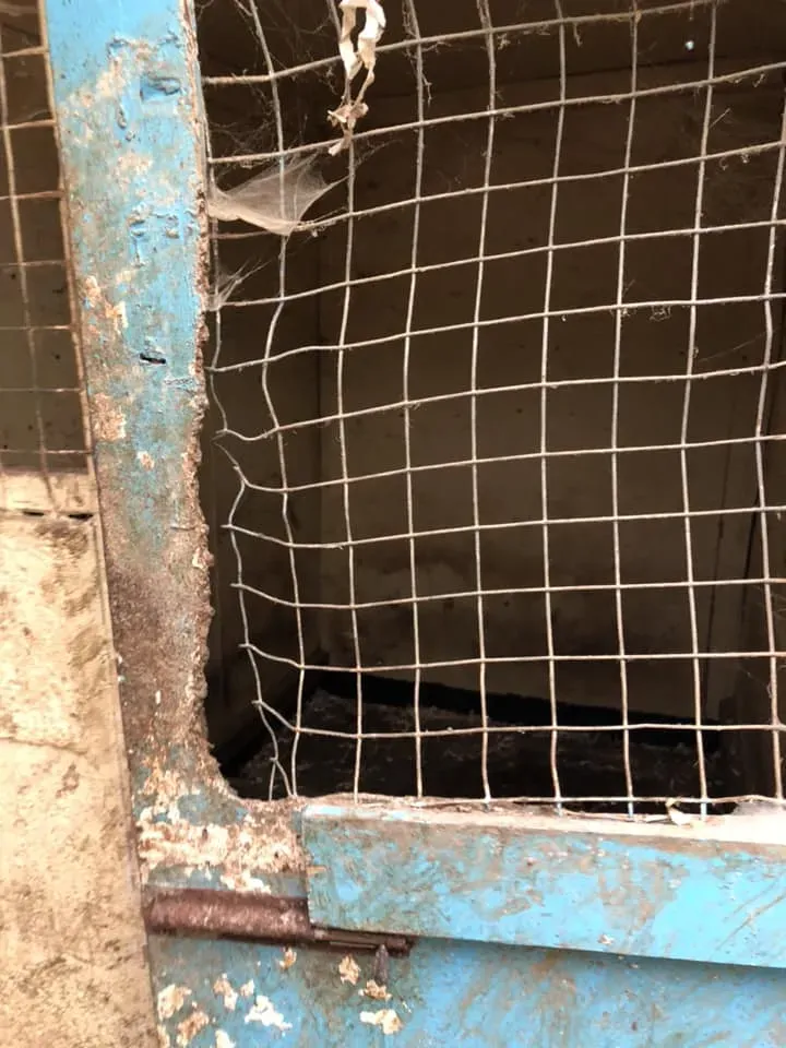 45077229 10156085315333869 1479780803733880832 n