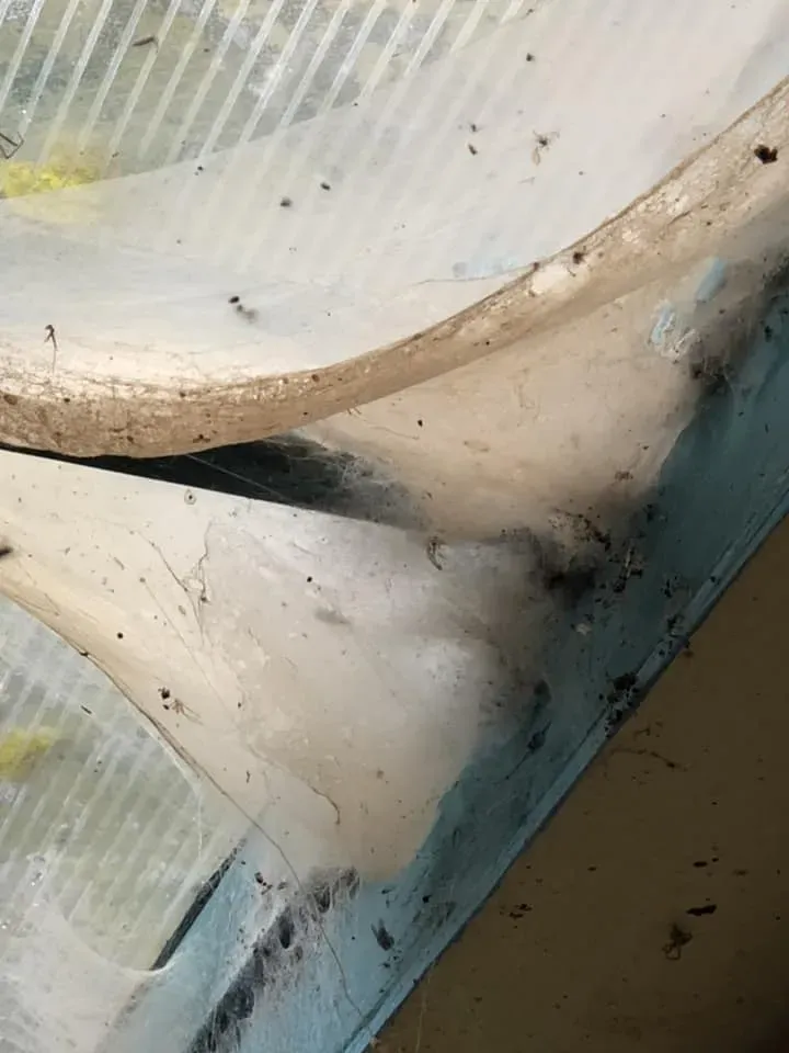 45079385 10156085314843869 1941082848492519424 n