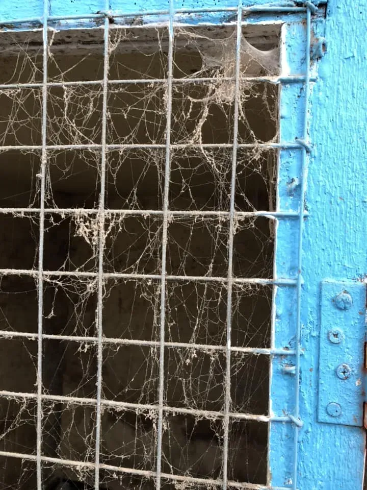 45081579 10156085313428869 1230061934741553152 n