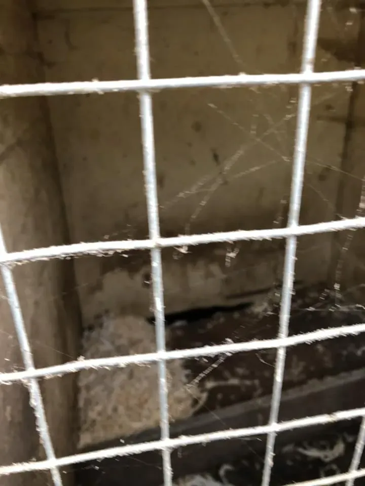 45081637 10156085313563869 5024617003332141056 n