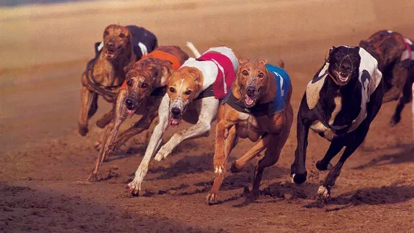 4508731 9 articlesmall dv097036