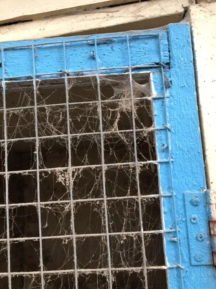 45102766 10156085313338869 2850922926566277120 n