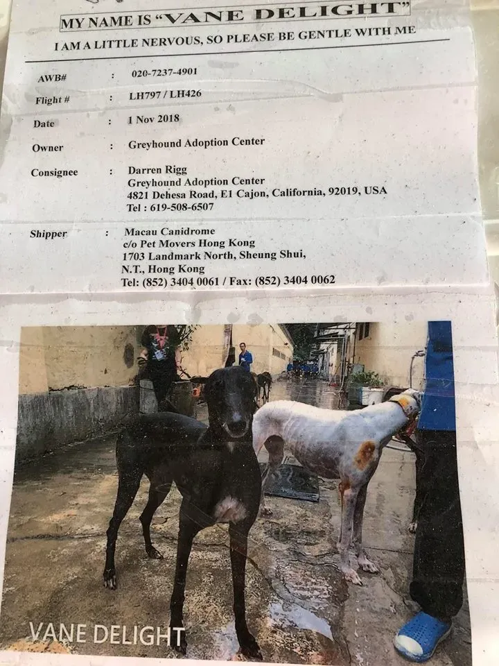 45121049 1770439033090785 7337800377942671360 n