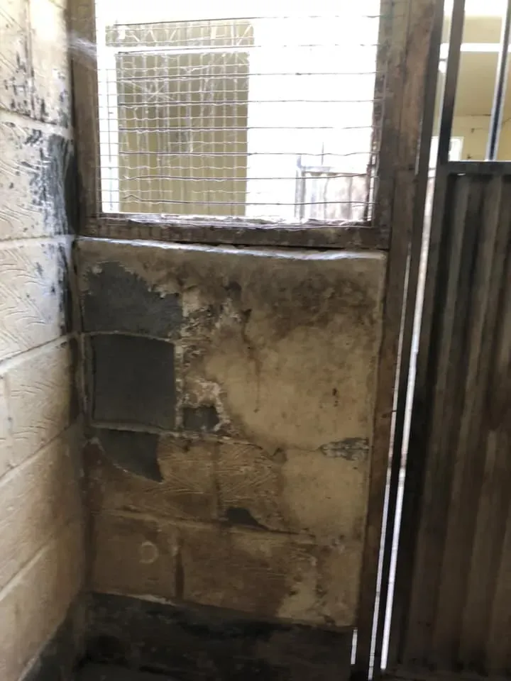 45220838 10156085314413869 6083397094008160256 n