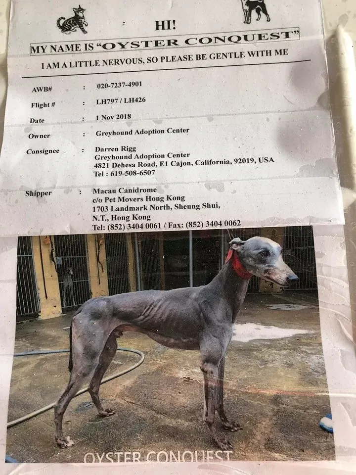 45221882 1770439223090766 664369717716189184 n