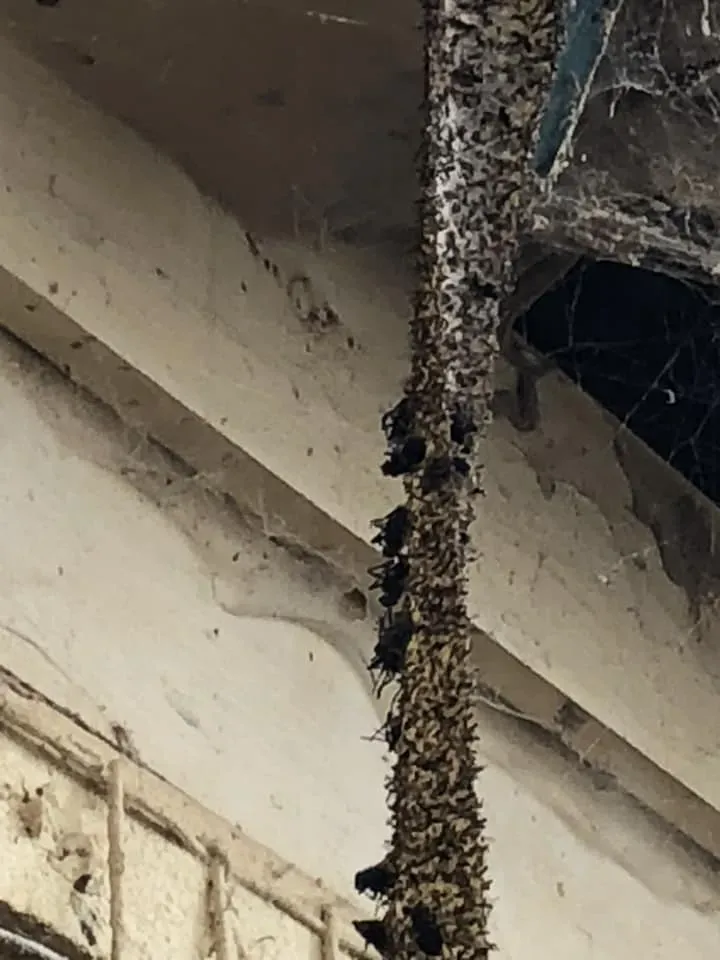 45225026 10156085314058869 7126791207375601664 n