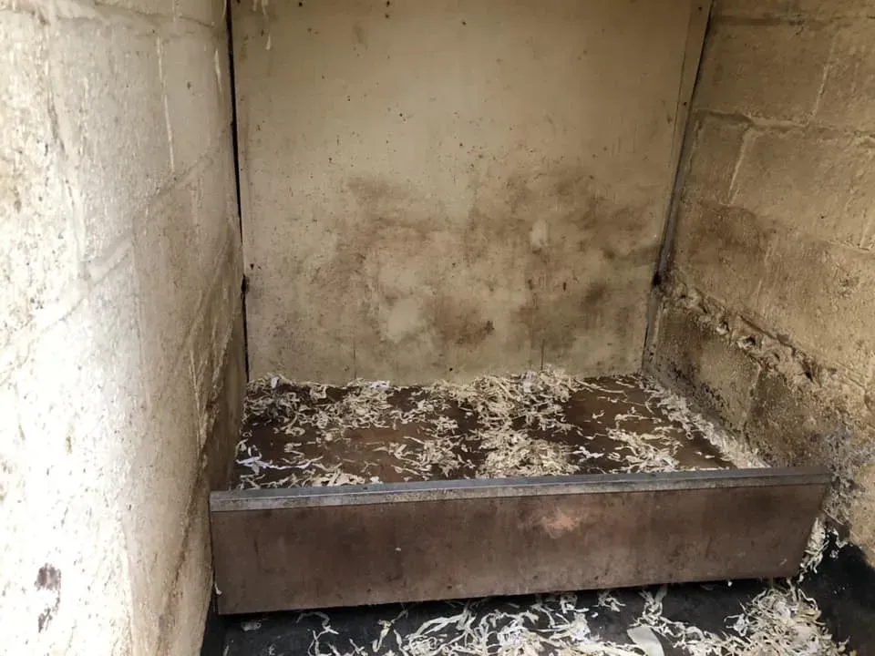 45228711 10156085315048869 3570557749416689664 n