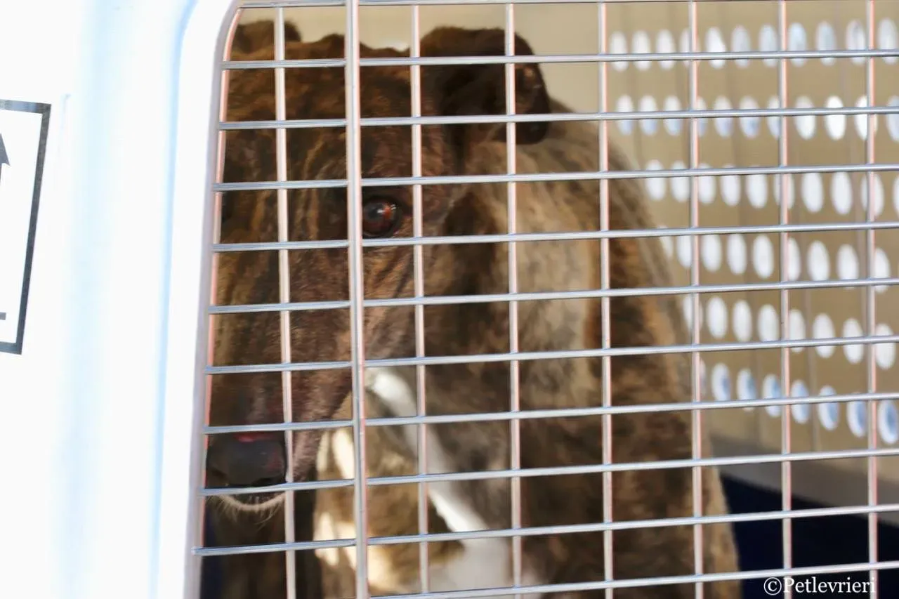 4557B81A F254 481B 846D 2F6A7E576107