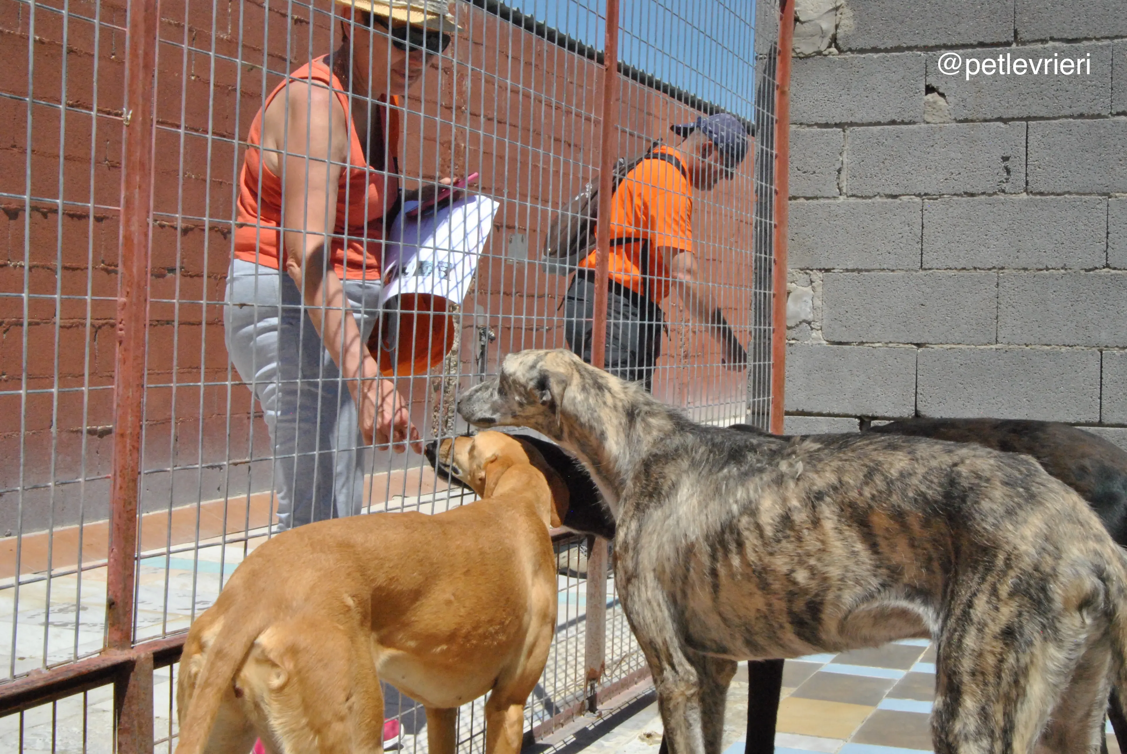 45 colorada hispano adozione galgo quarantena