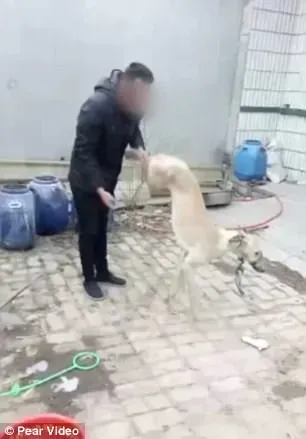 4700555100000578 0 image m 9 1512467803408