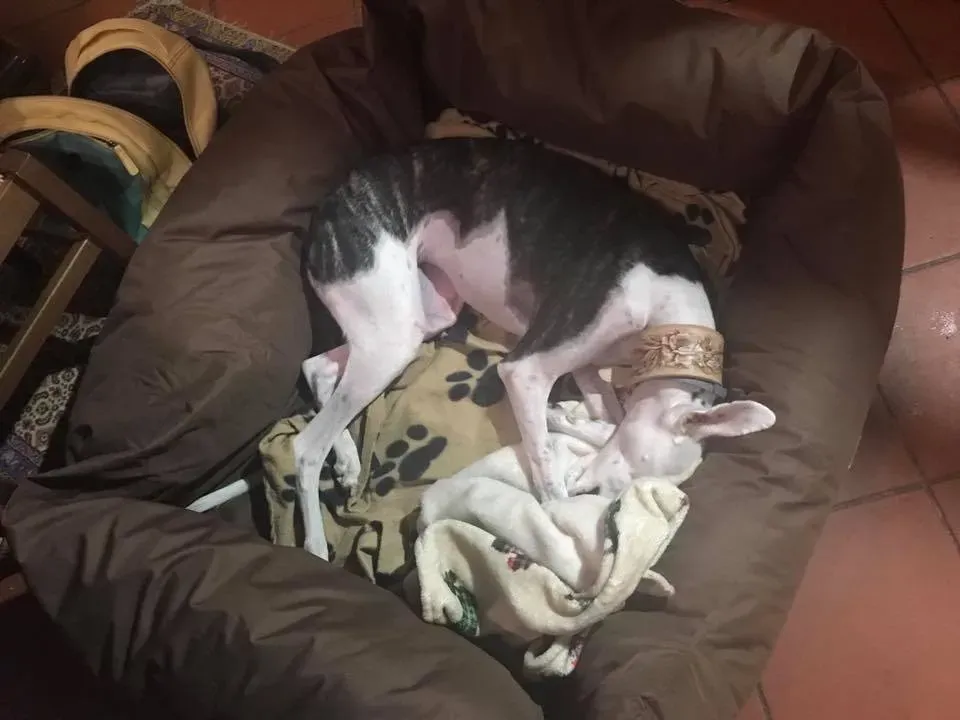 47162477 10215439010202944 5031266909786472448 n