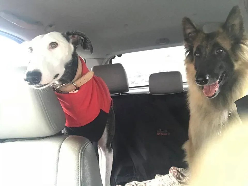 47391962 10215463276369583 5106084432628940800 n