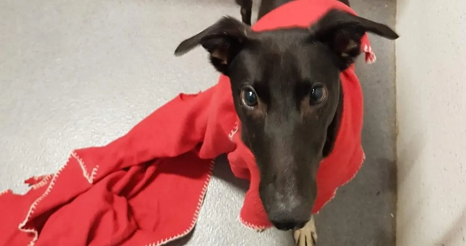 47451874 2597094520308231 903363301751128064 o e1546972235673