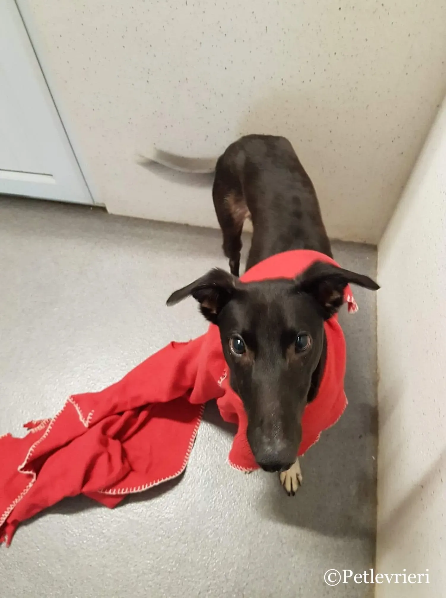 47451874 2597094520308231 903363301751128064 o