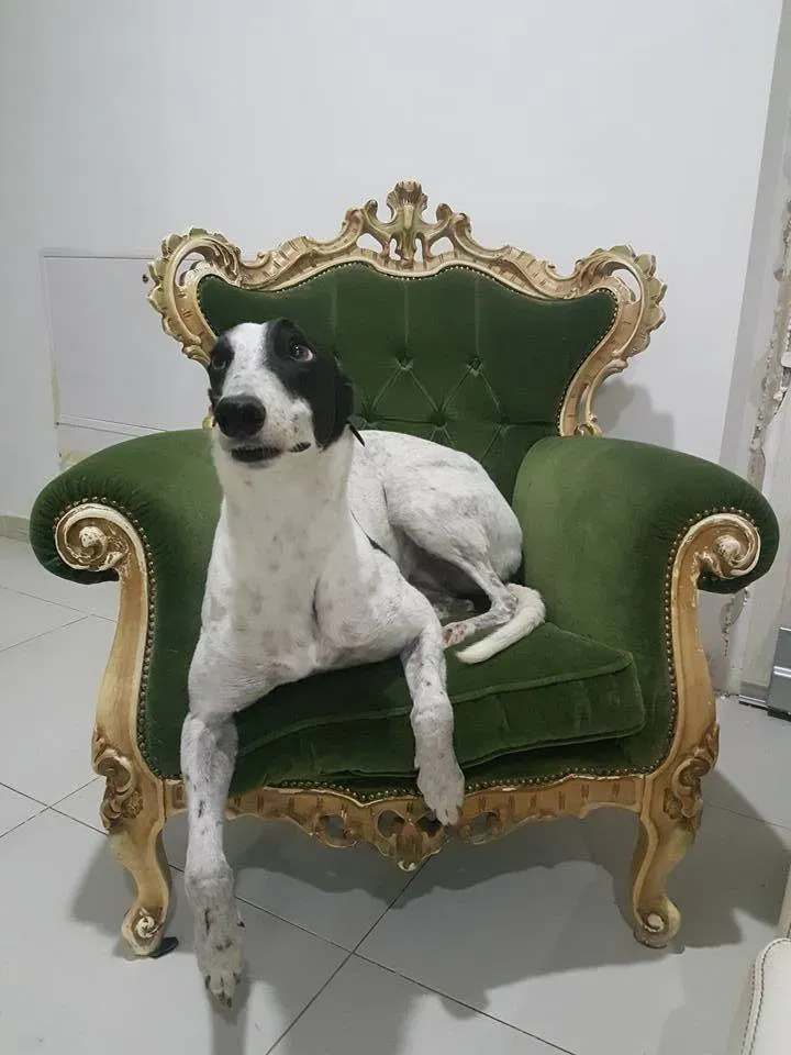 47571568 10210468777995403 6958933435792490496 n