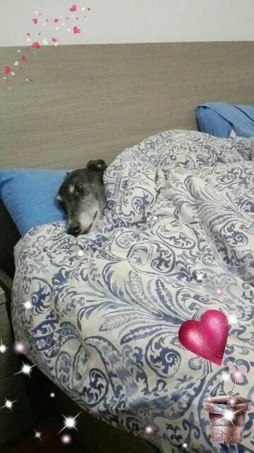 48358056 10215664476462776 6394513396670136320 n