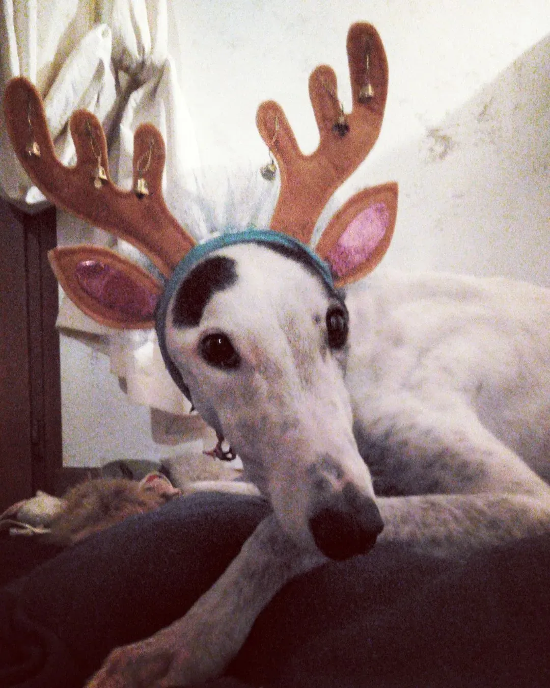 48381095 369710633595295 6645873110673260544 n