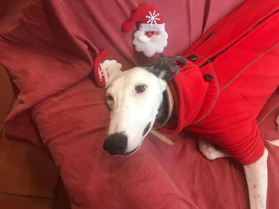 48394836 10215600914890460 6078026271764250624 n