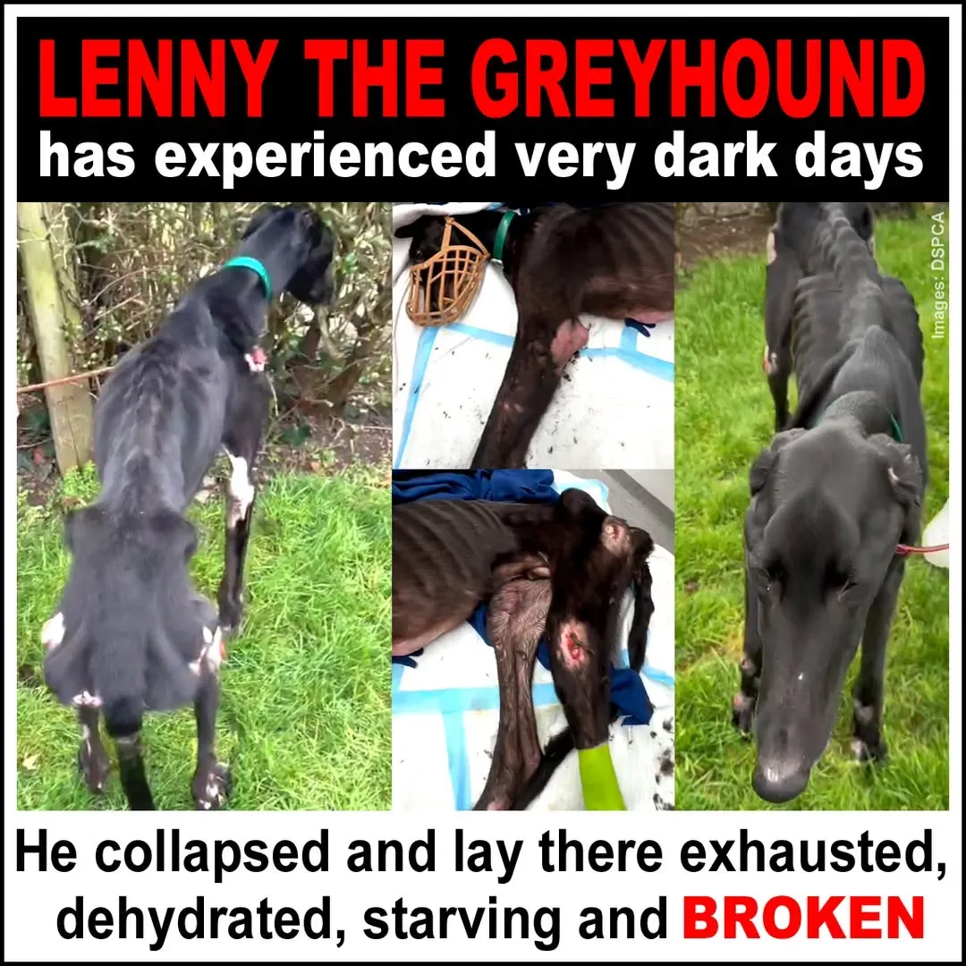 485750406 970123711926898 1613526790744595036 n