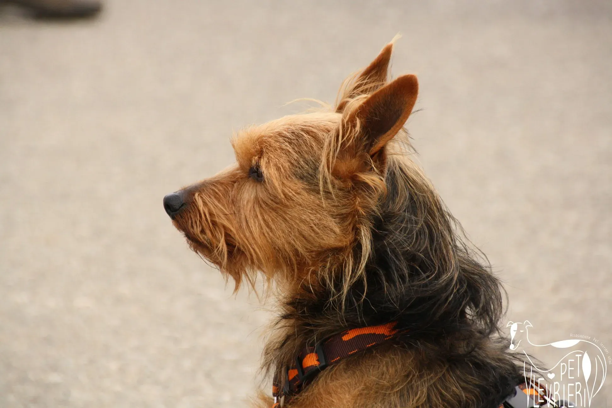 49153978 2054523984631446 481676085415641088 o