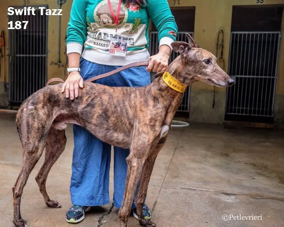 49241527 2051369124946932 6556223442260066304 n