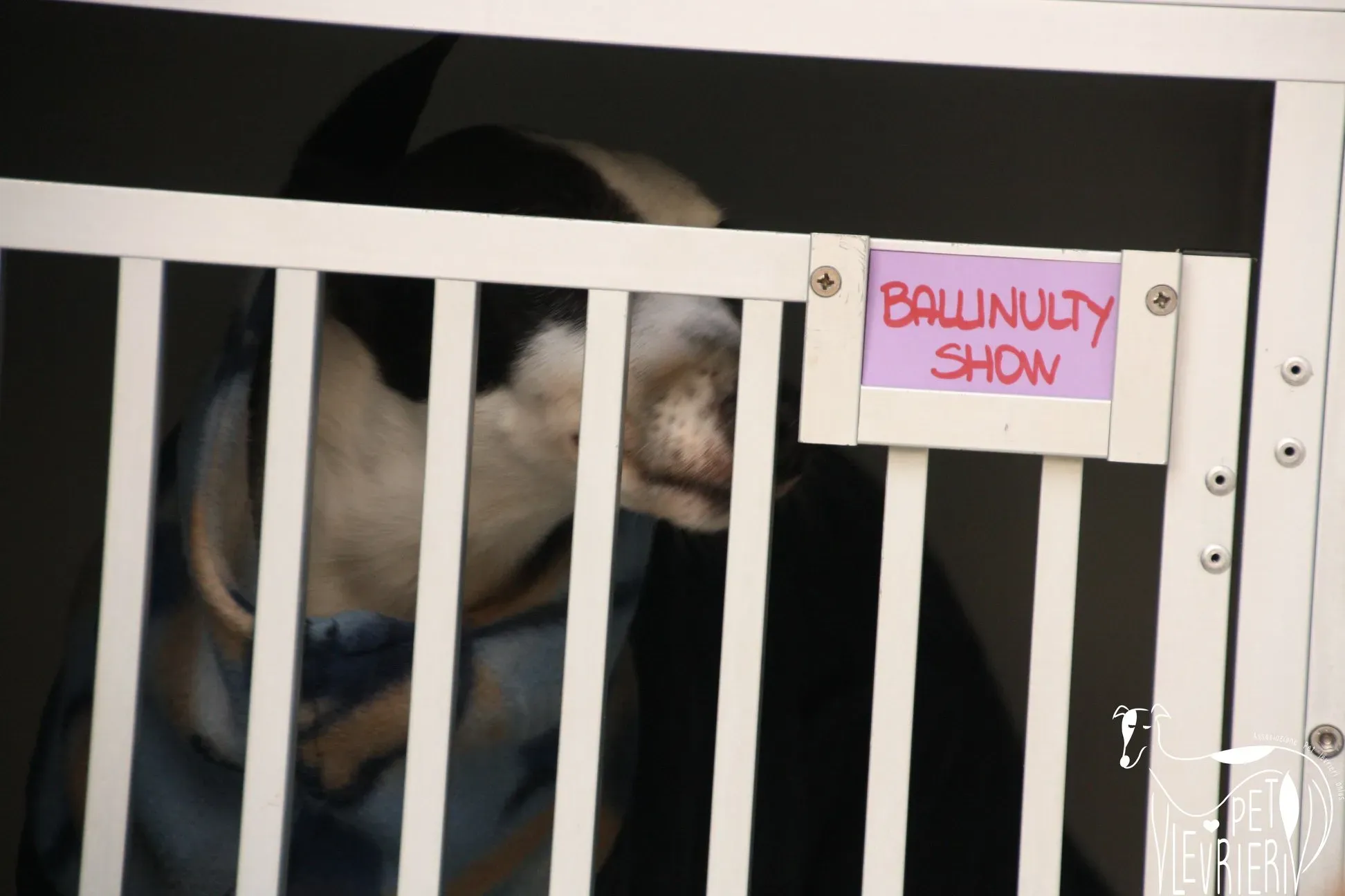 49267102 2054524327964745 336839527517650944 o