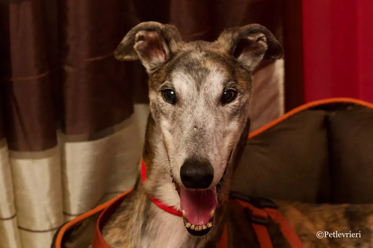 49283476 2101893959902196 1360483332558684160 o