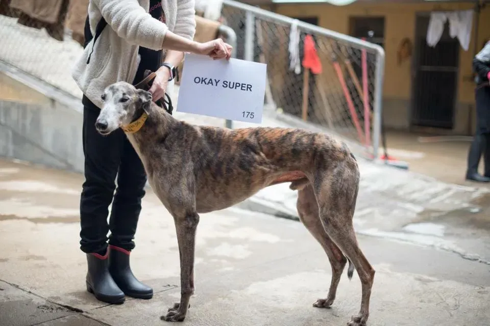 49454863 2051369178280260 7408382496095600640 n