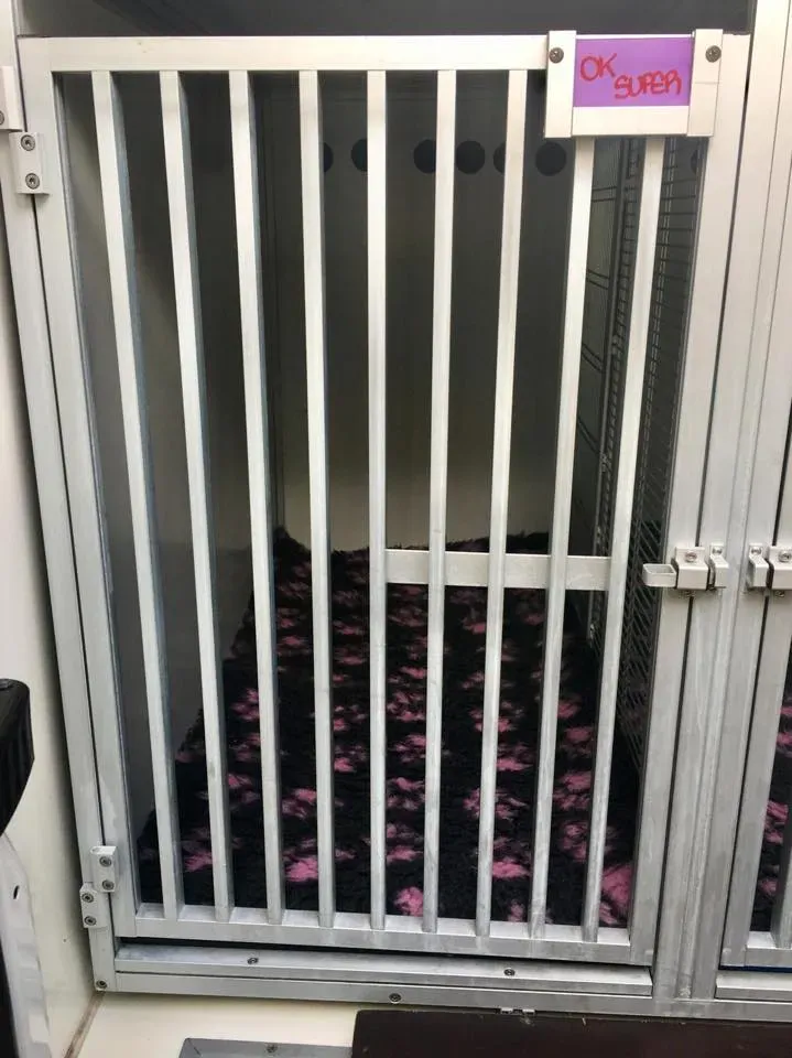 49476379 2053074544776390 2452818379220713472 n