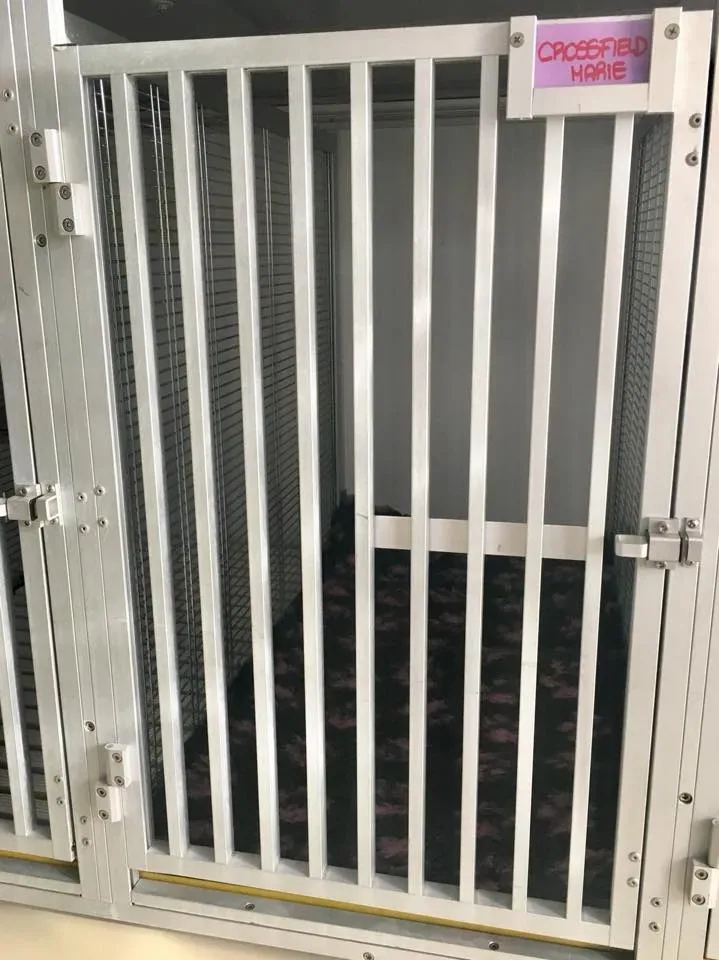 49512218 2053074668109711 5502244609624899584 n