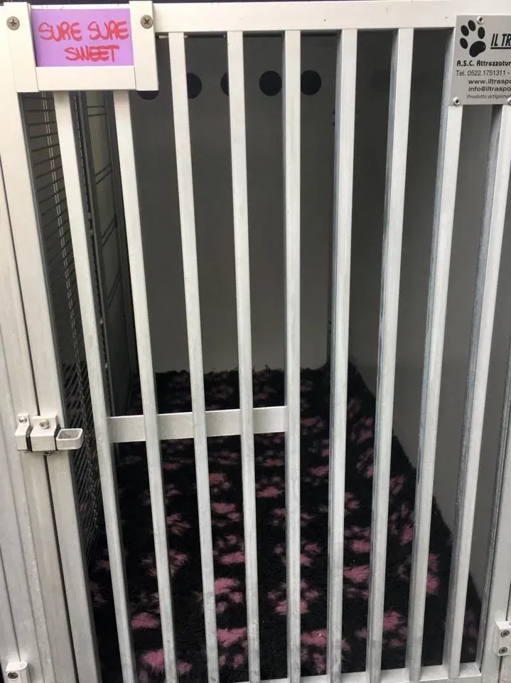 49643227 2053074574776387 1398590017575583744 n