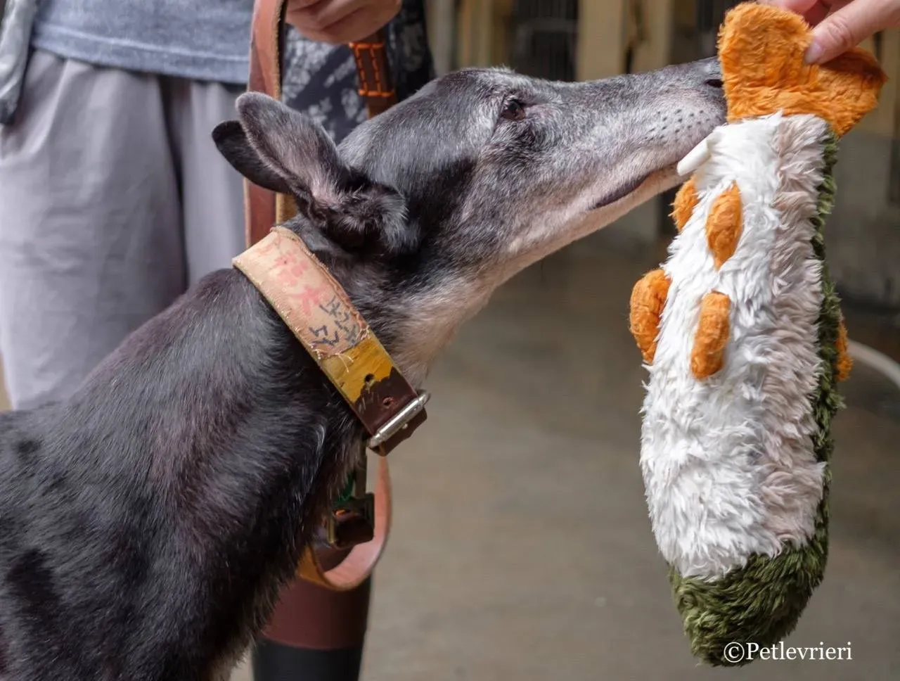 49656296 2061557887261389 5286066858233954304 o