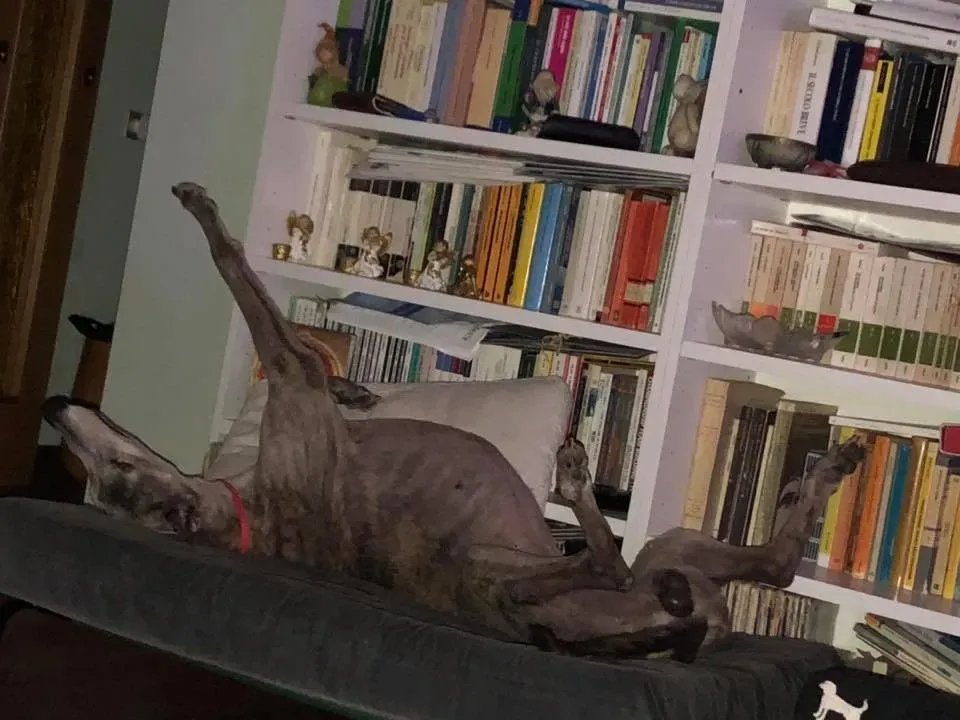 49741292 2103576003067325 385050256242376704 n