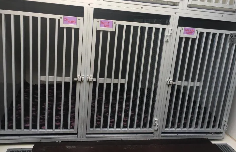 49753013 2053074391443072 5340694478552301568 n