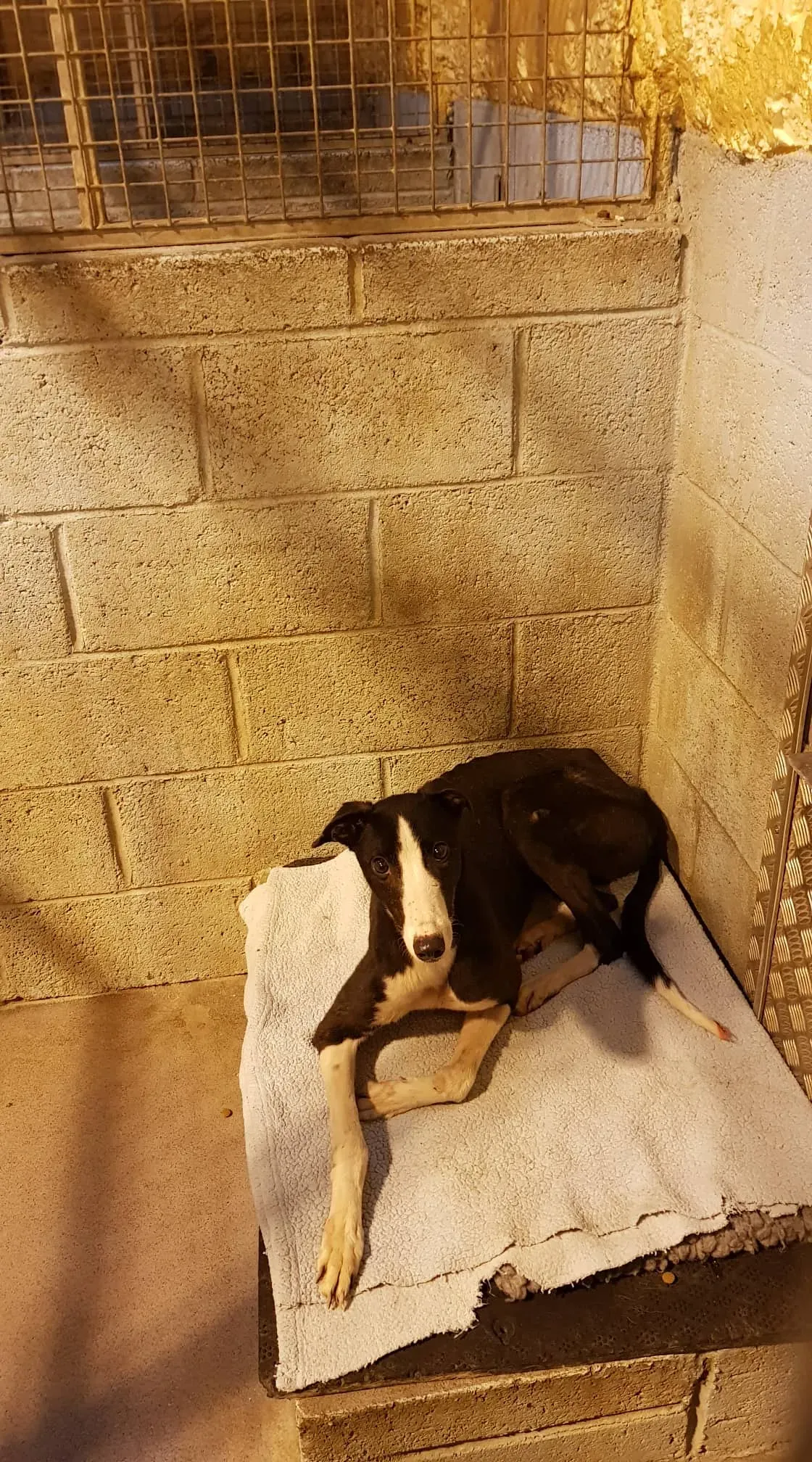 49759027 271303536882122 4877487753236840448 n