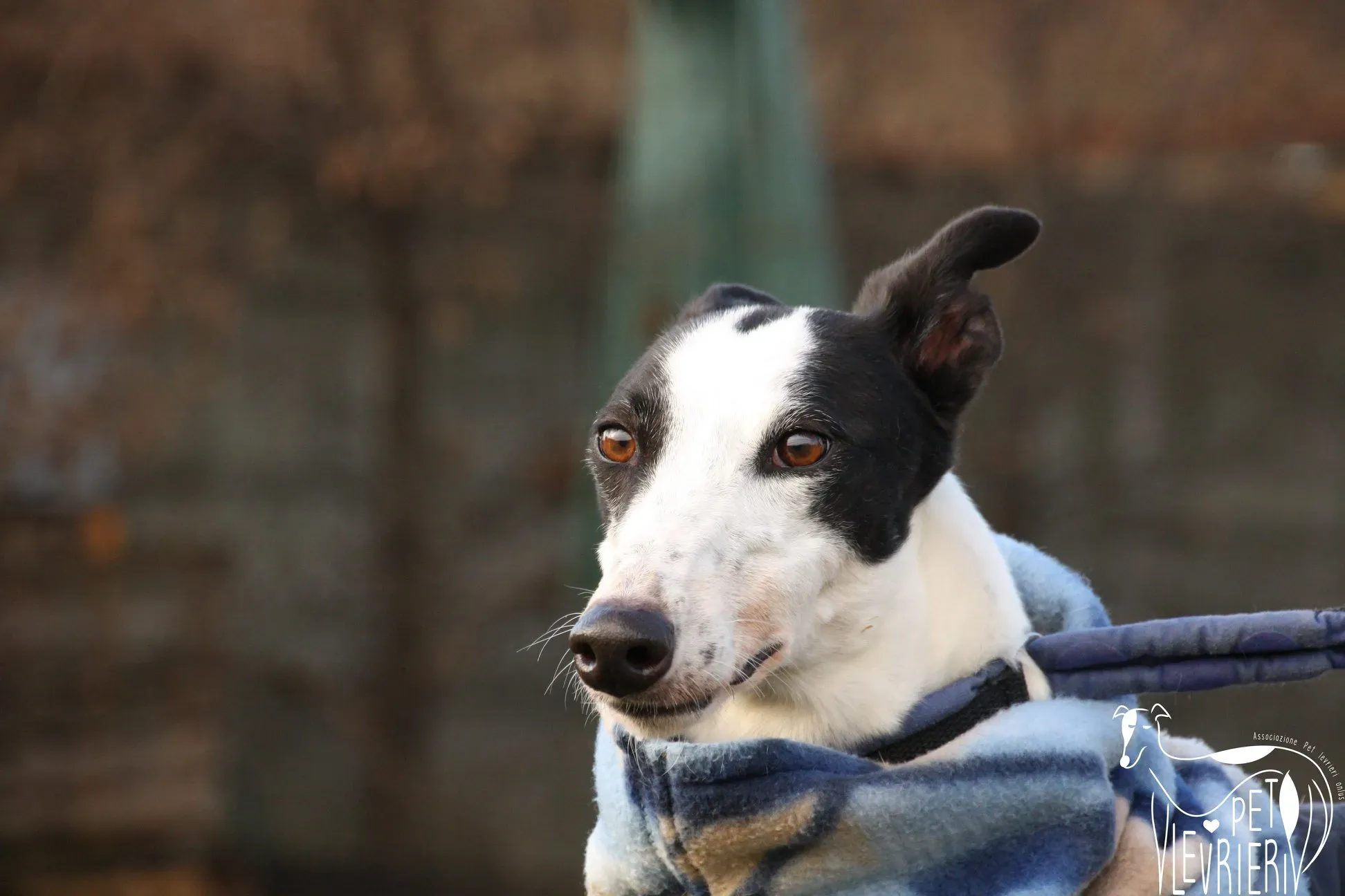 49790960 2054525167964661 12167552155254784 o