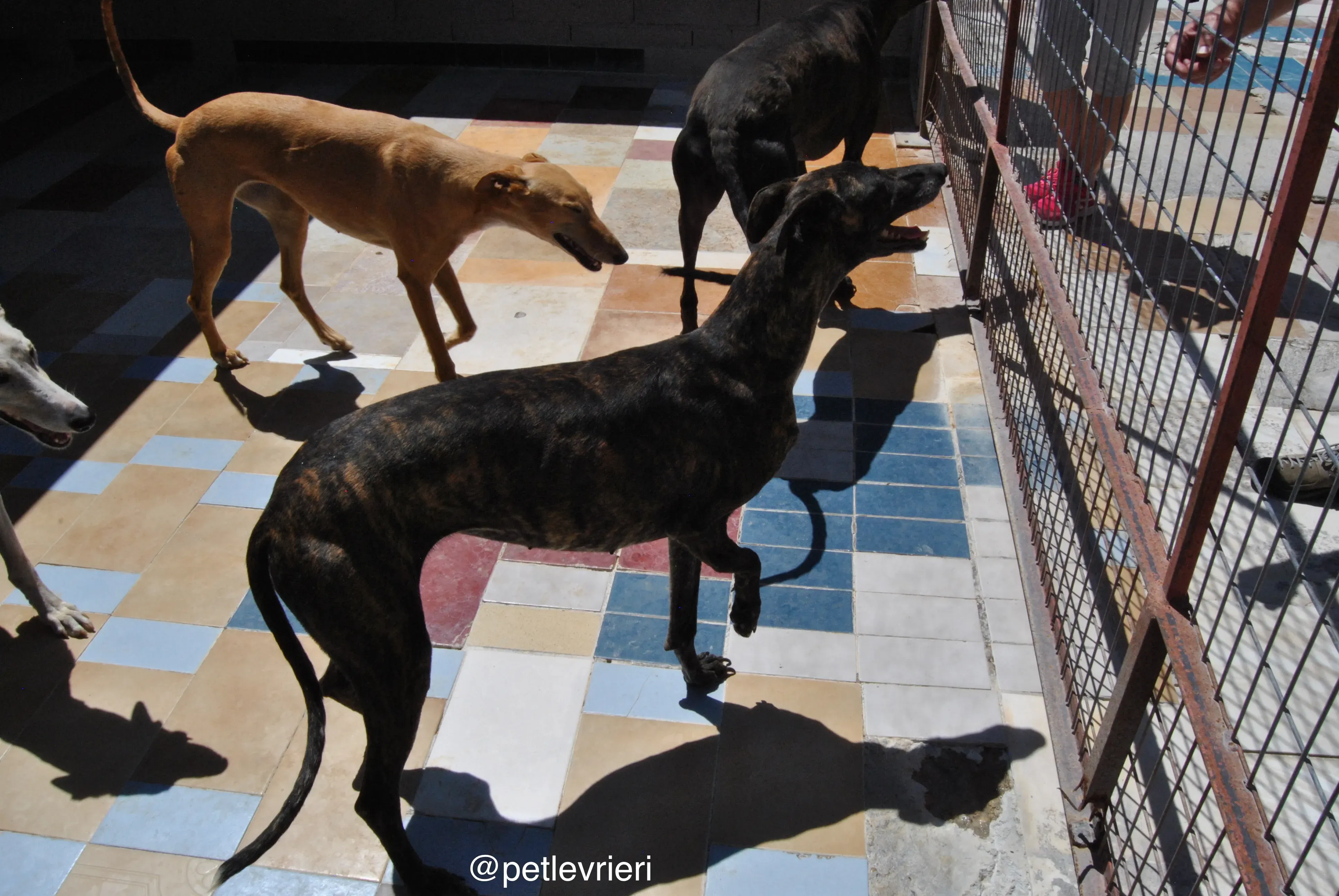 49 shenzi colorada adozione galgo quarantena 1