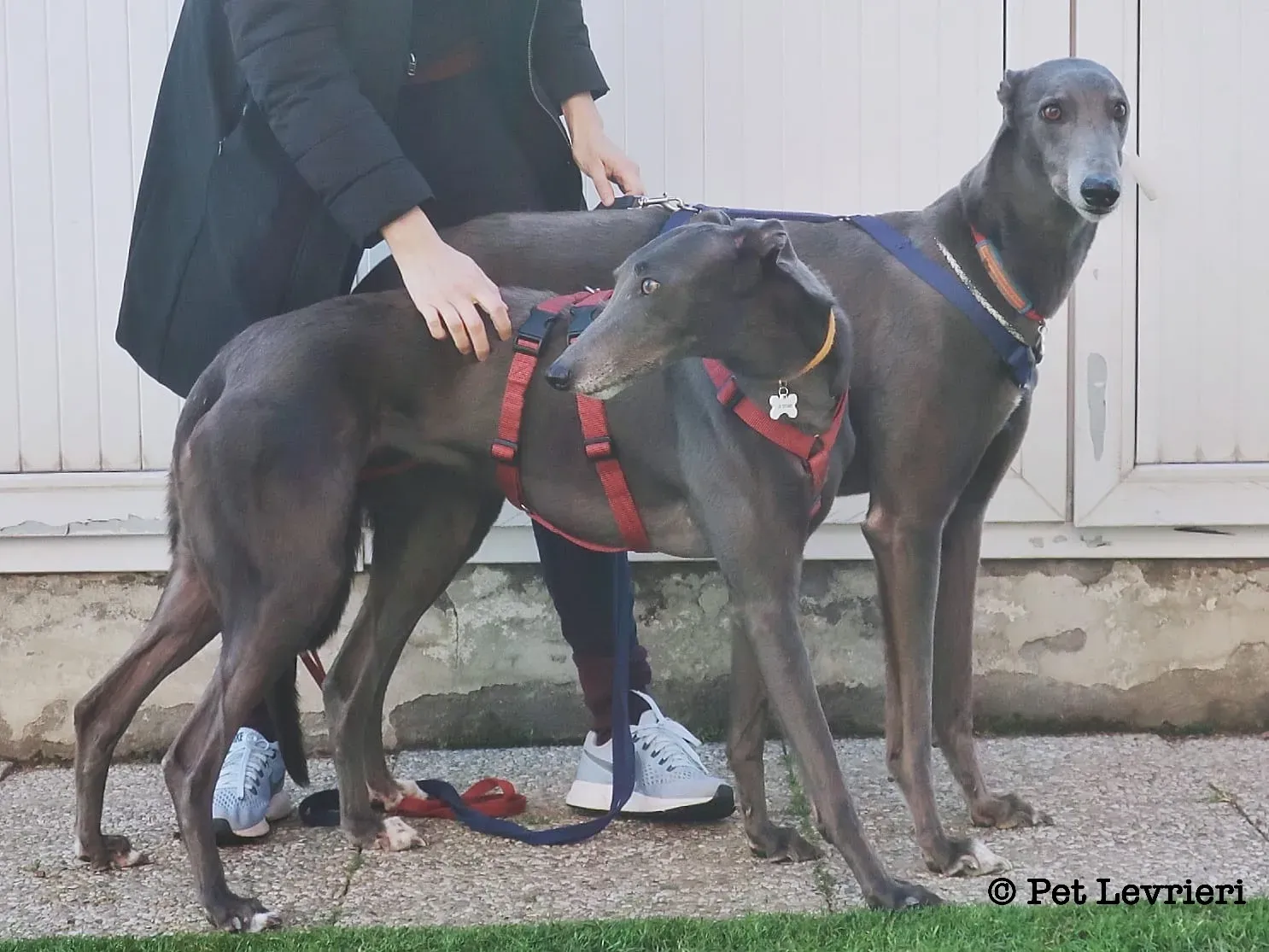 4B101C8F 2A5B 40A8 921F EDD728958035