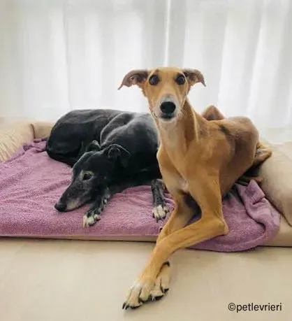4Stevie lurcher pet levrieri felici casa