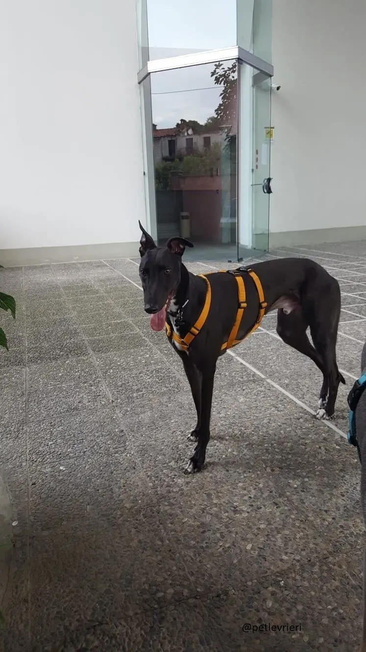 4 Jerry Greyhound rescue petlevrieri petlevrierionlus foster progettofoster