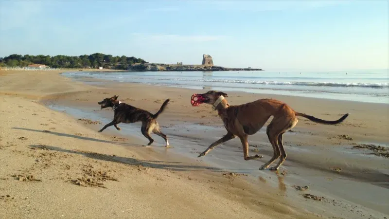 4 Nori feliciacasa petlevrierionlus petlevrieri 