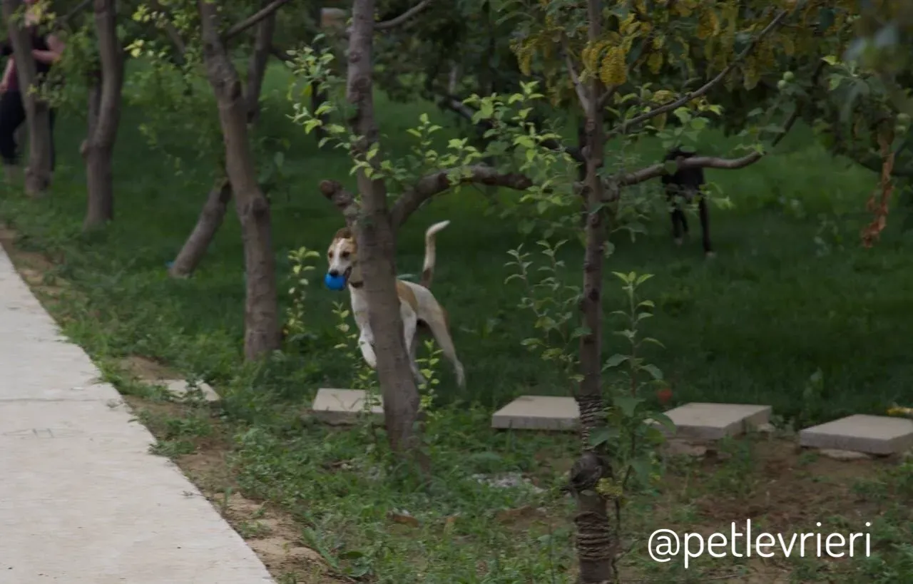 4 Sam whippet petlevrieri petlevrierionlus salvatomercatodellacarne cina maco.JPG