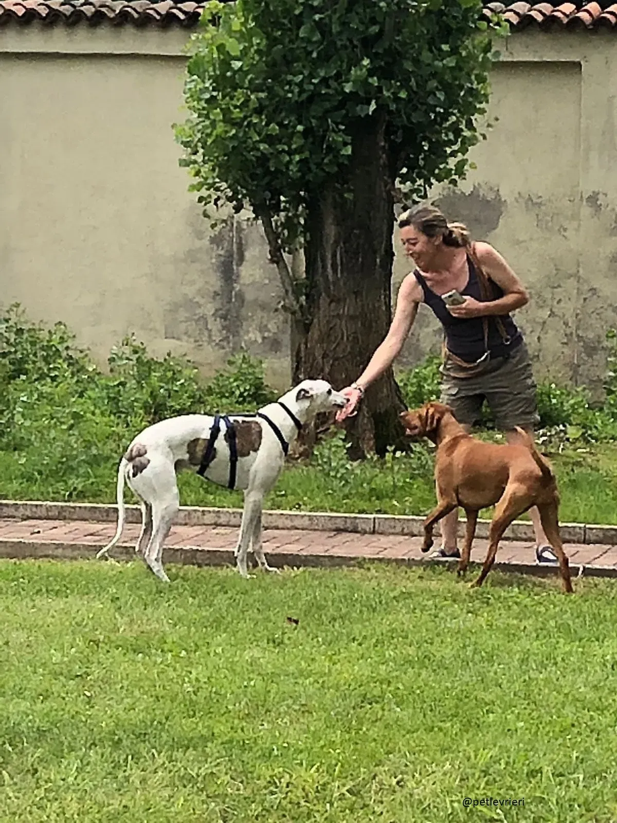 4 Spark Greyhound rescue petlevrieri petlevrierionlus foster progettofoster