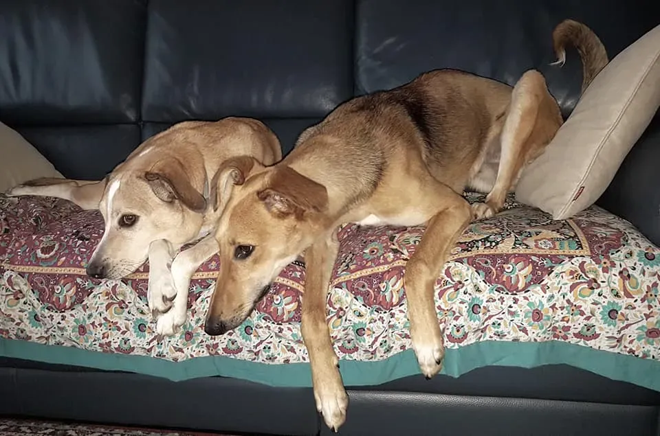 4 Steve lurcher petlevrierionlus adozione foster fostering