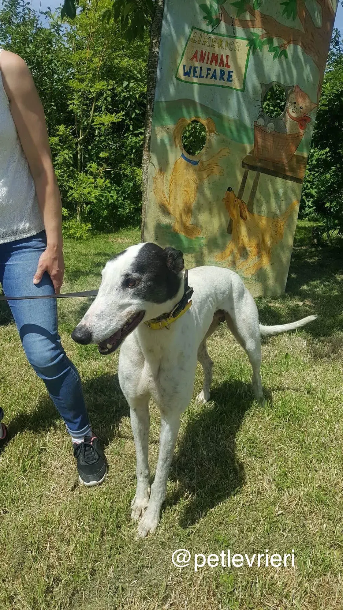 4 Young petlevrieri petlevrierionlus greyhound rescue settembre18