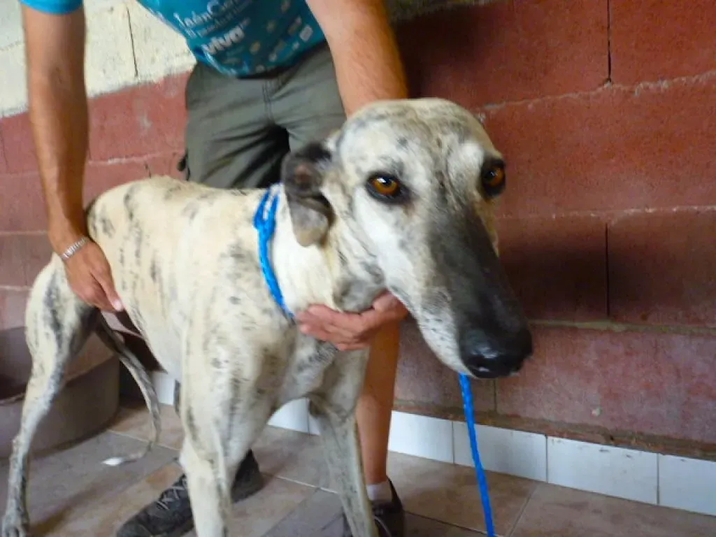 4  8526 adozione levrieri galgo
